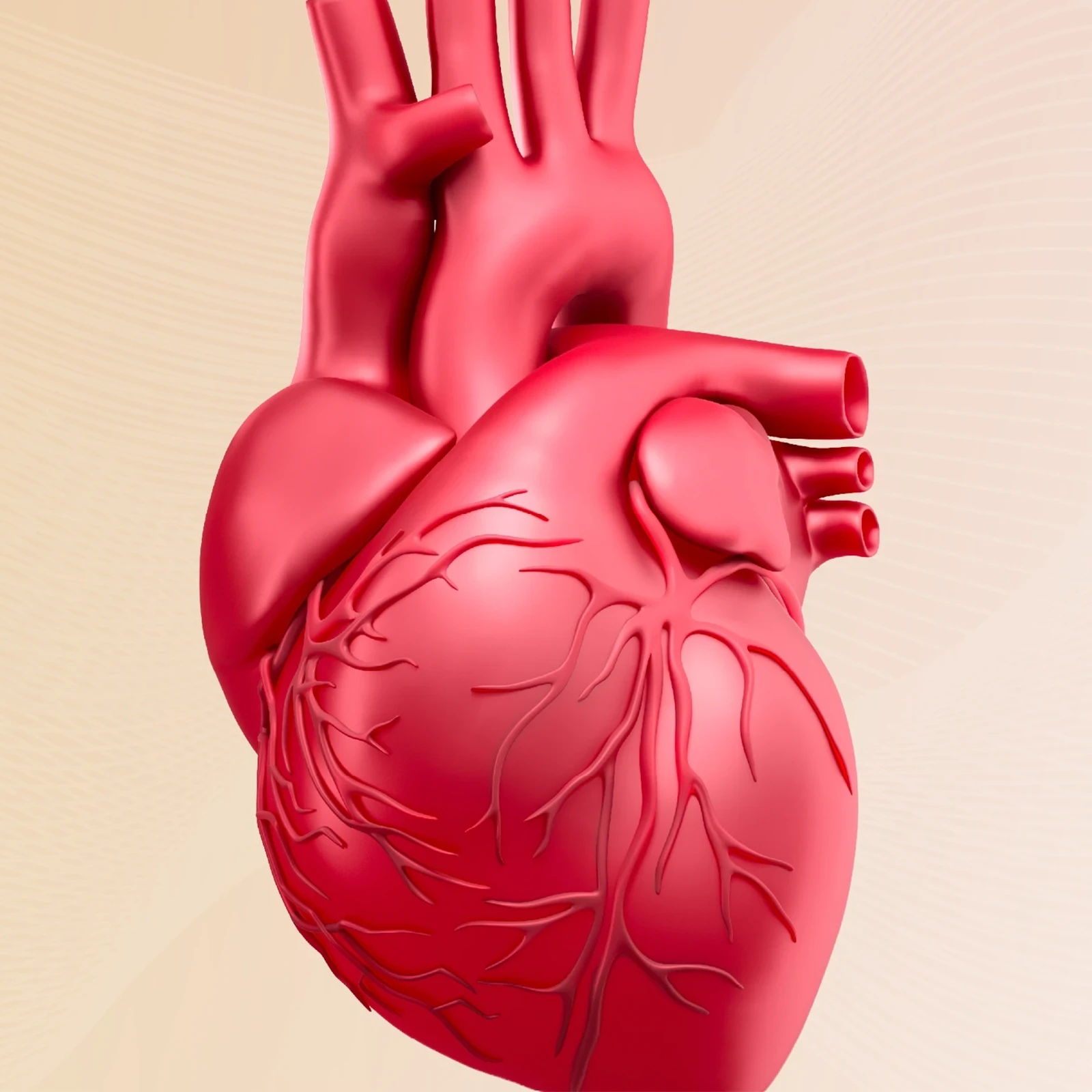 Decorative illustration of a human heart