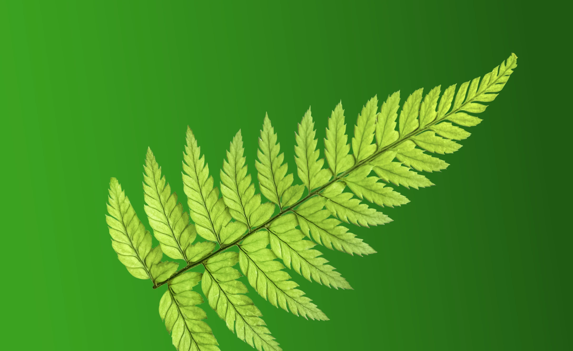 Fern leaf design