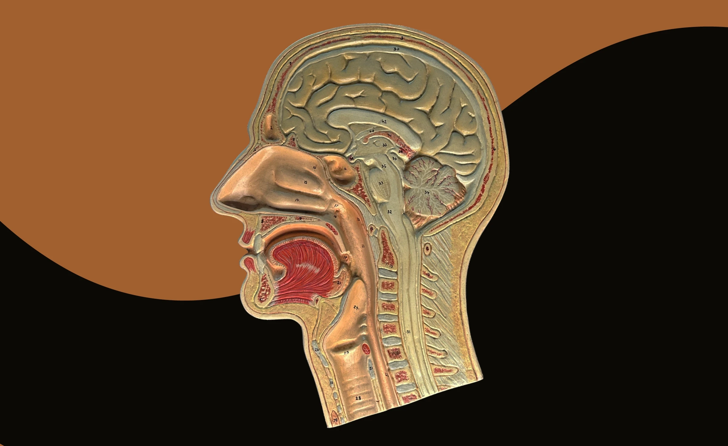 Anatomical cross-section of a human head