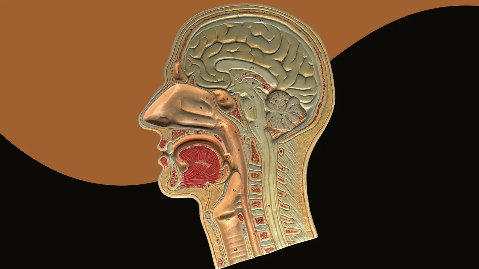 Anatomical cross-section of a human head