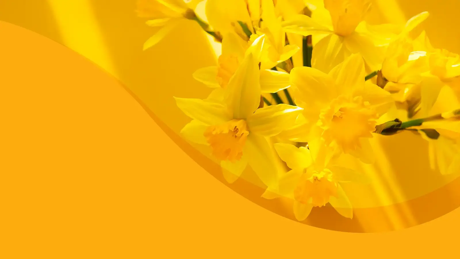 2025 SA ACE Conference "Spring into CPD"